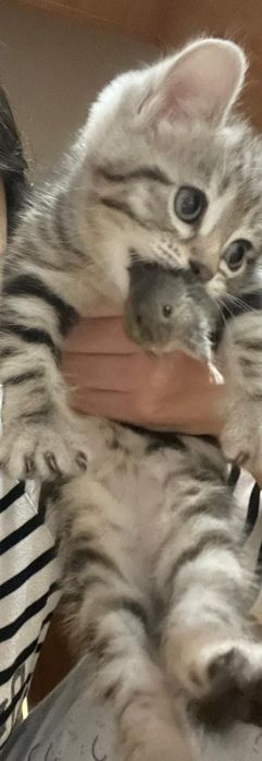 Отдам котенка даром девочка