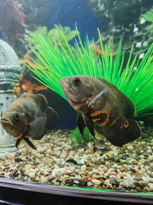 Аквариум балик бир жуфт