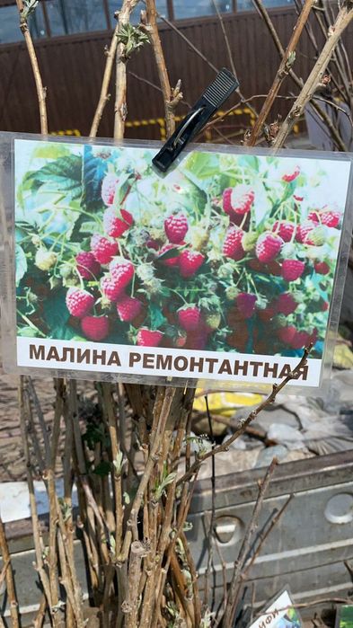 Саженцы плодовые