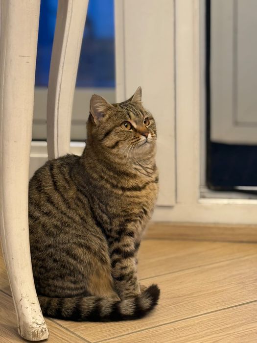 Отдам Кошку в хорошие руки