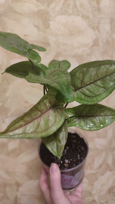 Сингониум ОрмМани