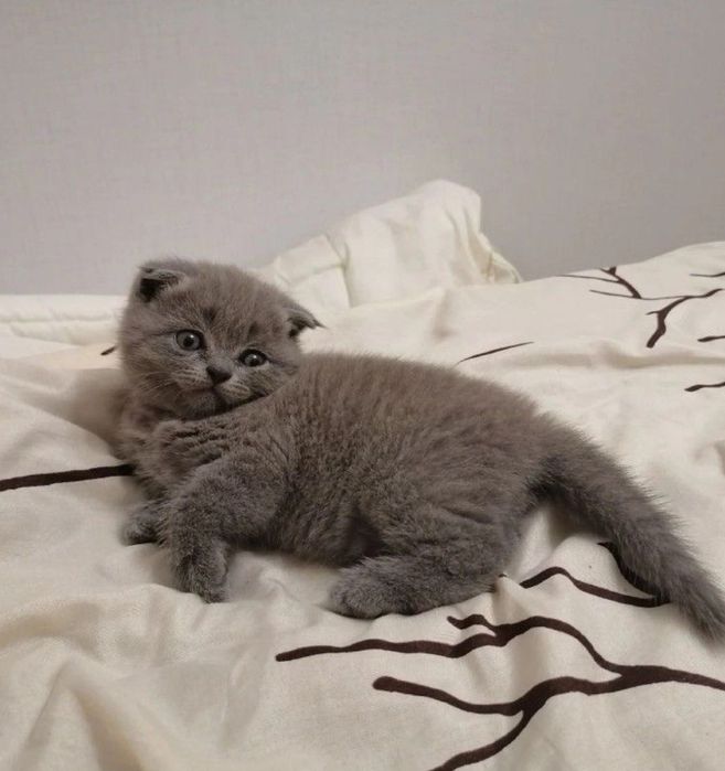 Продаются котята