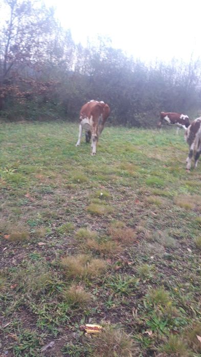 Vaci . Vand 2 din 5 pe ales RED HOLSTEIN