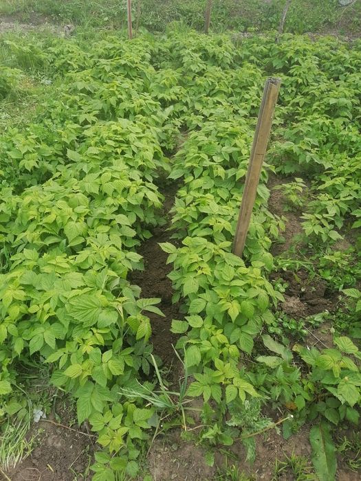 Продажа саженцев Малины