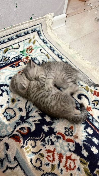 Отдам котят в добрые руки