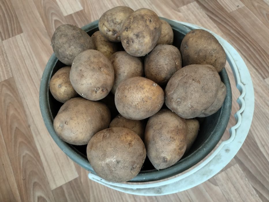 Продам картофель