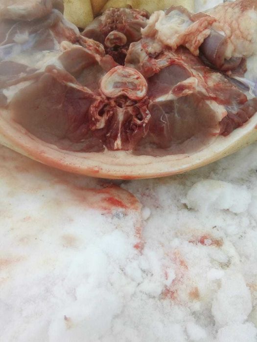 Мясо свинина свежее