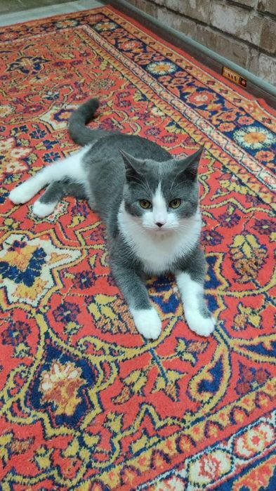 Продаём кота в добрые руки