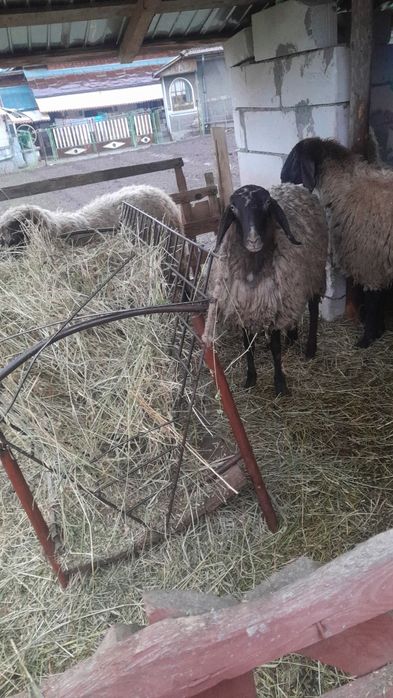 De vanzare oaie carabaşă
