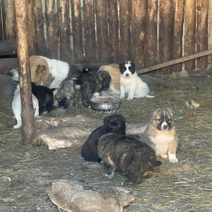 Щенки Алабая 2 месяца