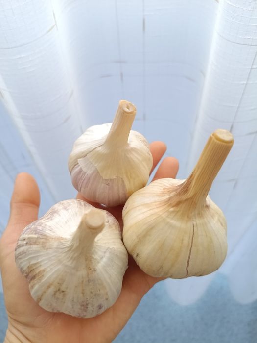 Продам чеснок дачный