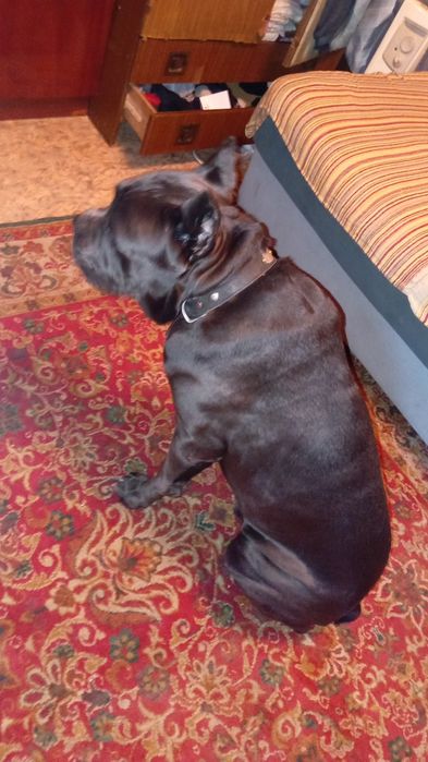 Вязка сабаки коне-корсе