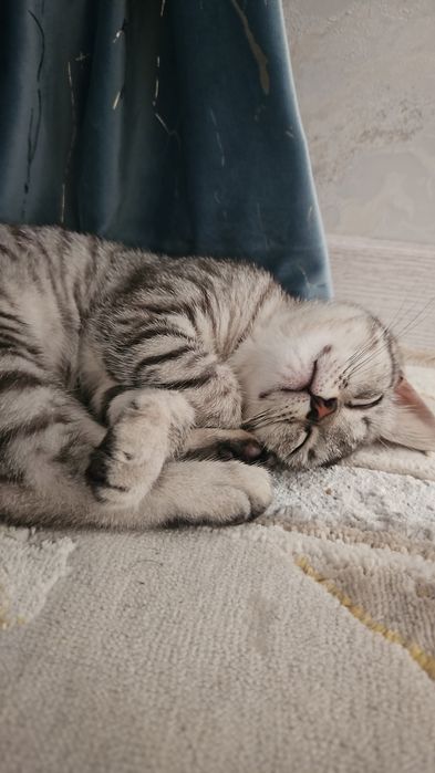 Котенок даром в добрые руки