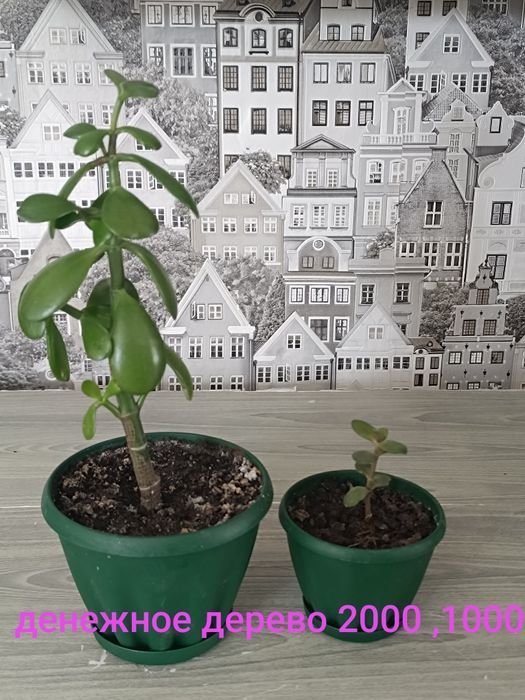 Продам недорого цветы