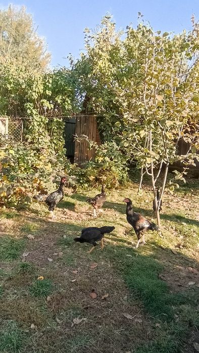 Петух и куры ,порода Даканы