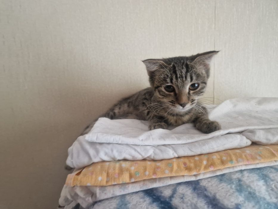 Девочка в добрые руки