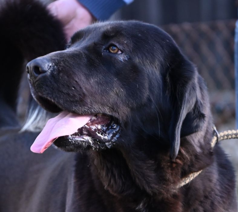 Ciobănesc de asia centrala