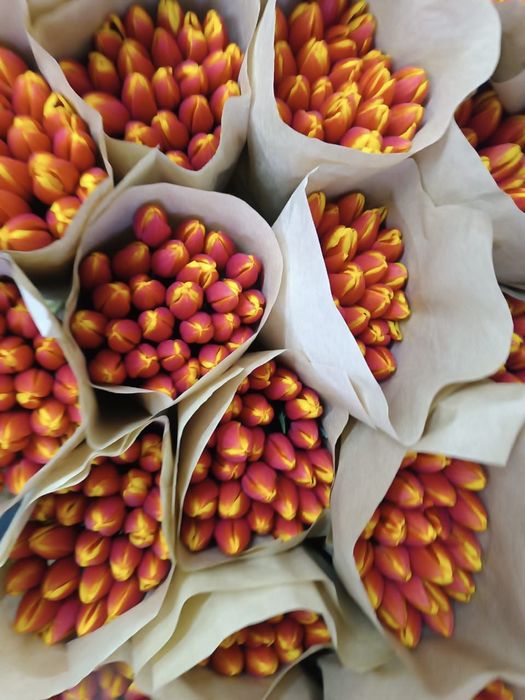 Тюльпаны оптом .