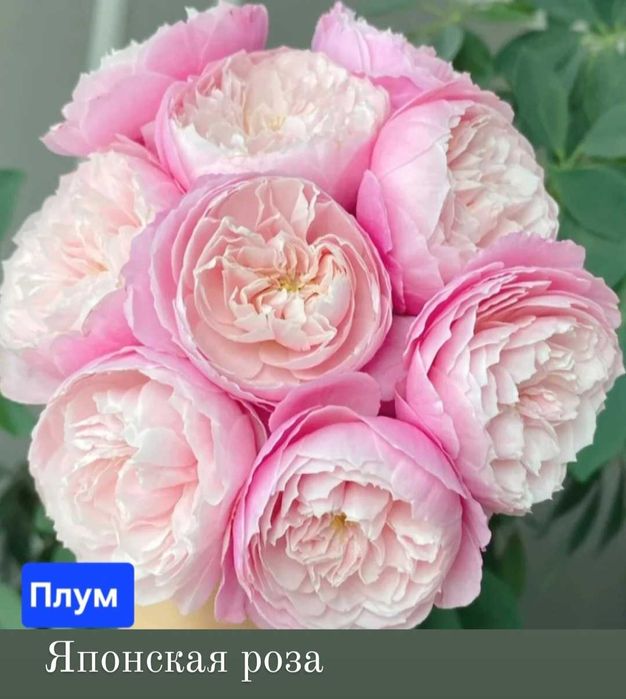Розы. Саженцы сортовой розы.