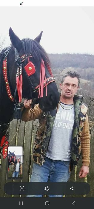 Se vinde armăsar