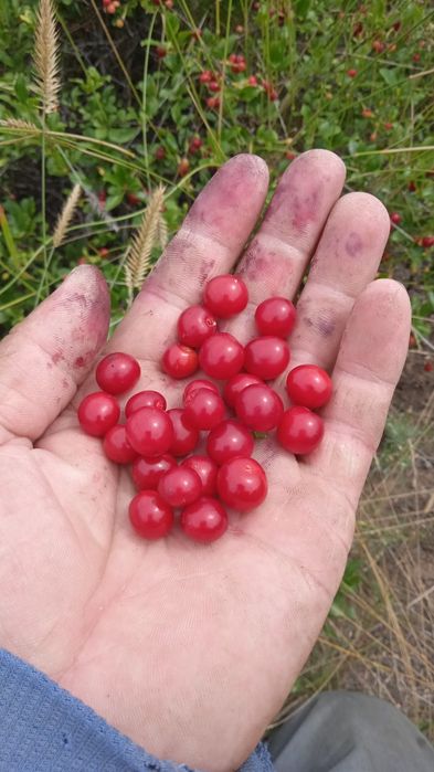 Продам вишня шіие сатам
