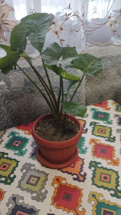 Сингониум или тропическая лиана