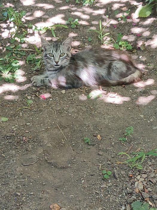 Подарява се котка на 1 година