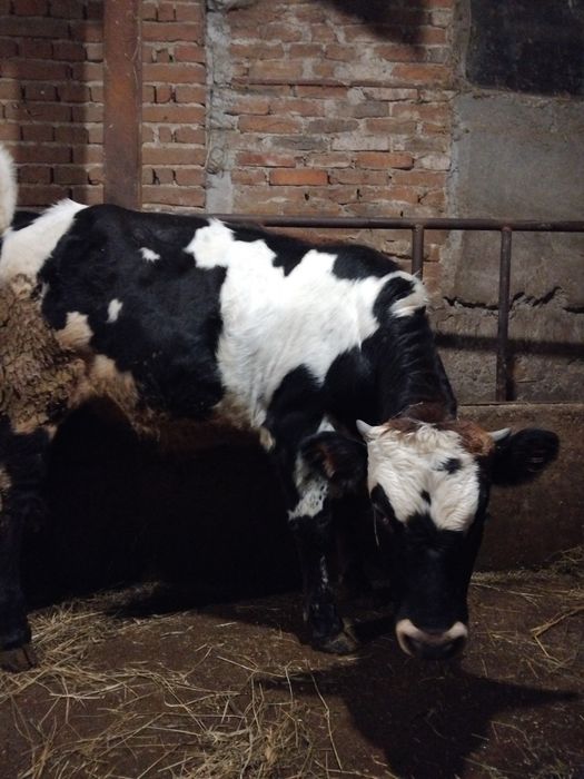 Продавам мъжко теле около 250кг