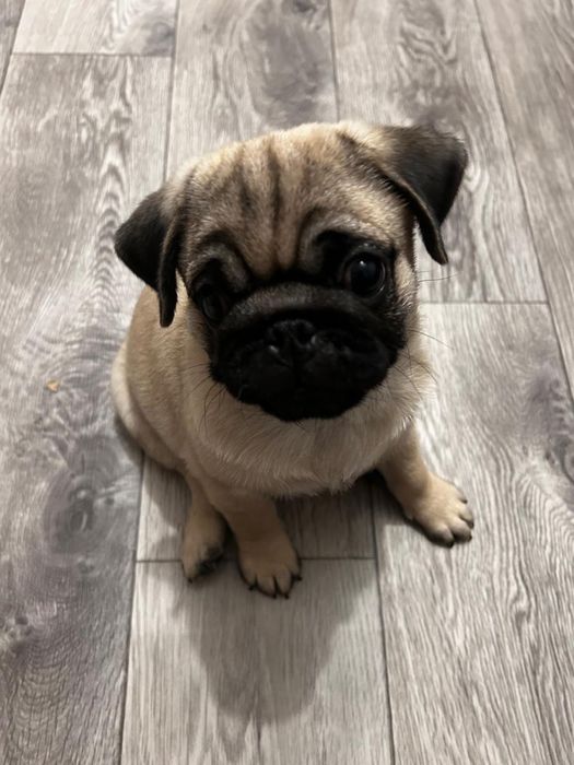 Продам щенка мопса , мальчик