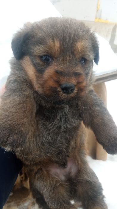 Собаки хорошие))