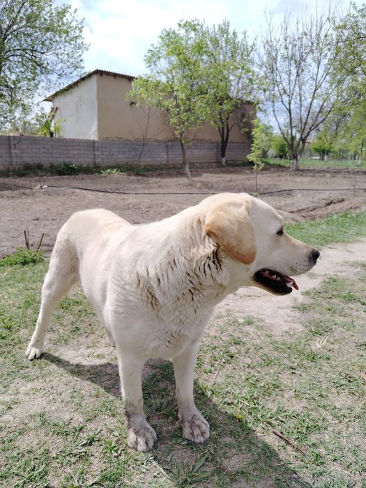 Labrador retriver