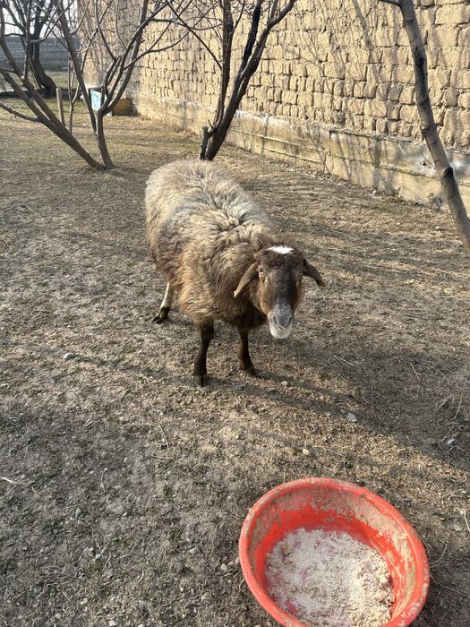 Кой-овца.                 .