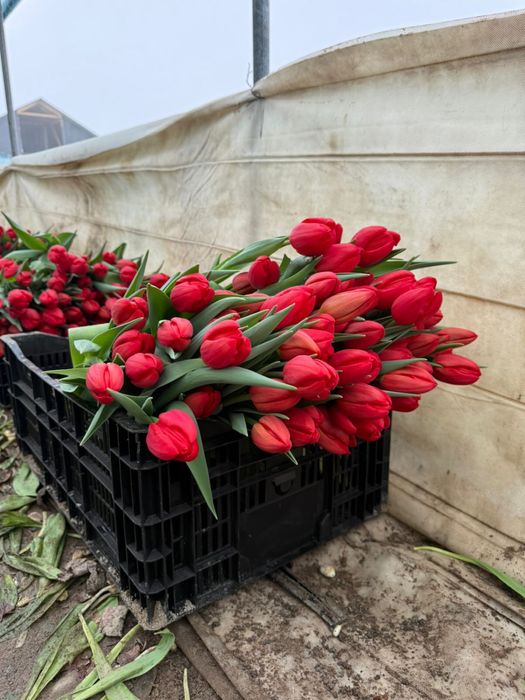 Крупные Тюльпаны