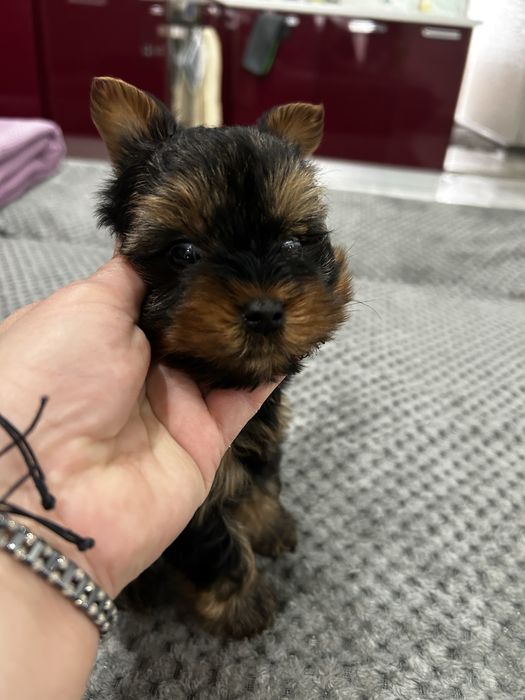 мини йоркширски териер