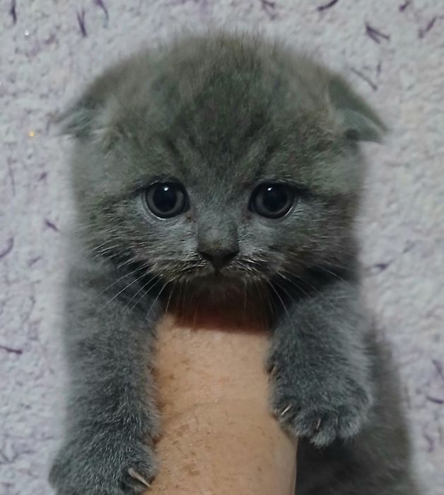 Фолды и британцы котята