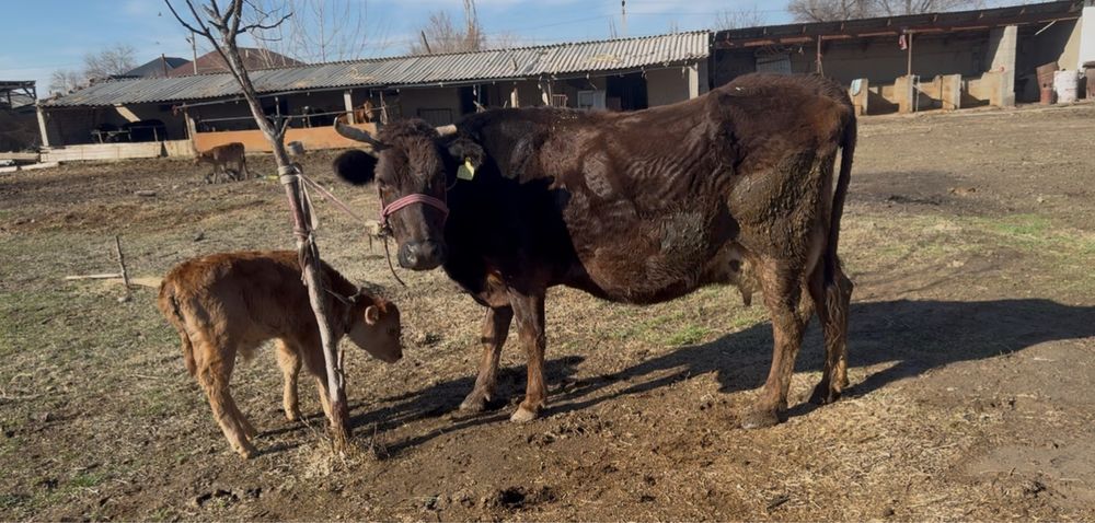 Бұзаулы сиыр корова с теленком