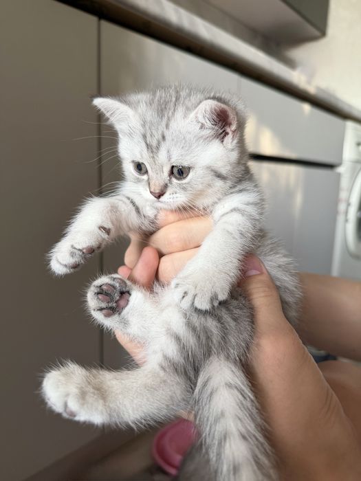 Скоттиш страйт девочка
