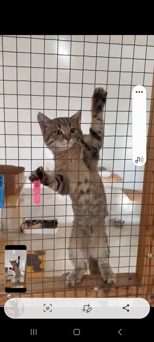 Отдам котёночка девочку  в добрые руки