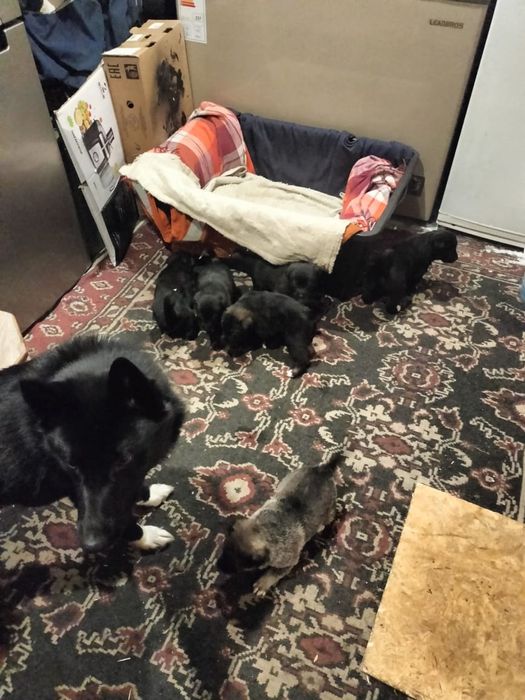 Щенки Руско европейской лайки