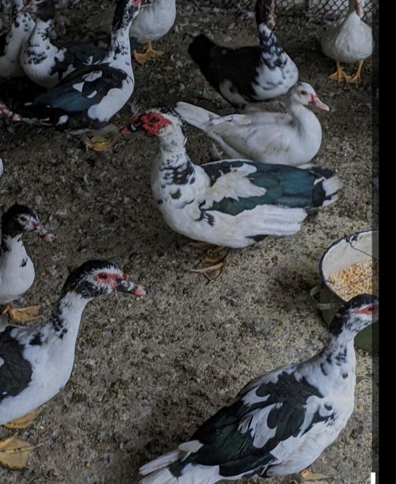 Vând găinuși pitici si rațe leșești