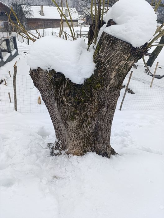 Vând lemn de nuc uscat