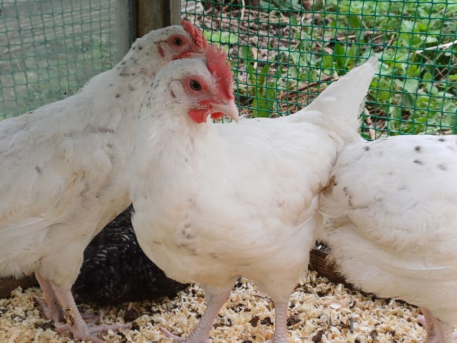 Продам породистых петушков
