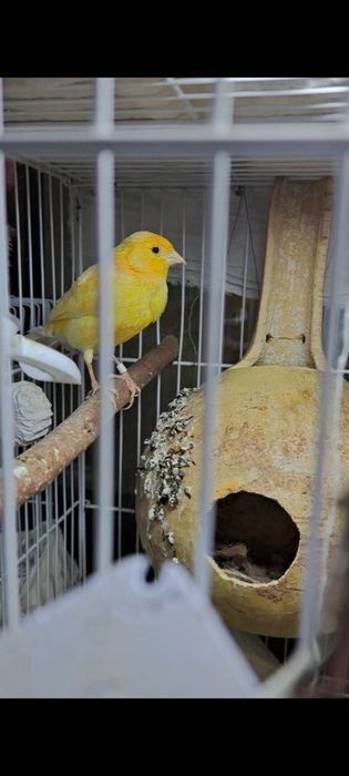 Kanarekalar sodiladi