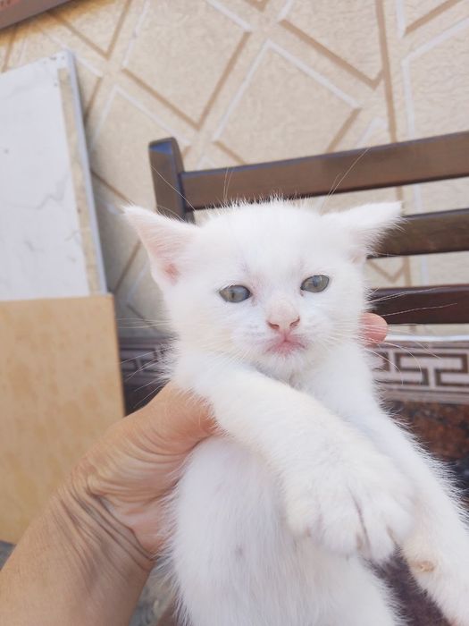 Котята на продажу