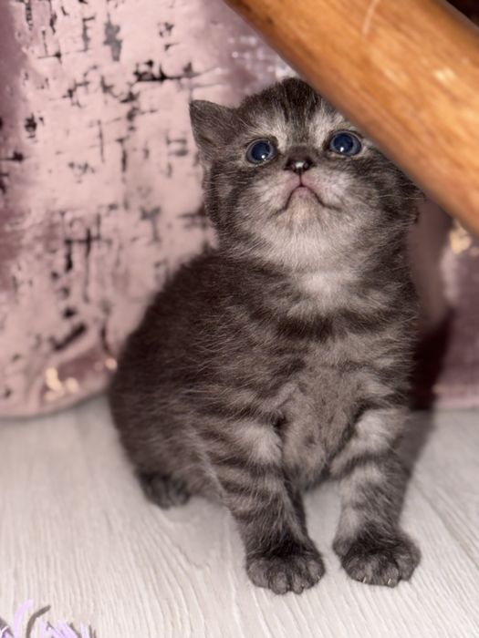 Шотланские мишки