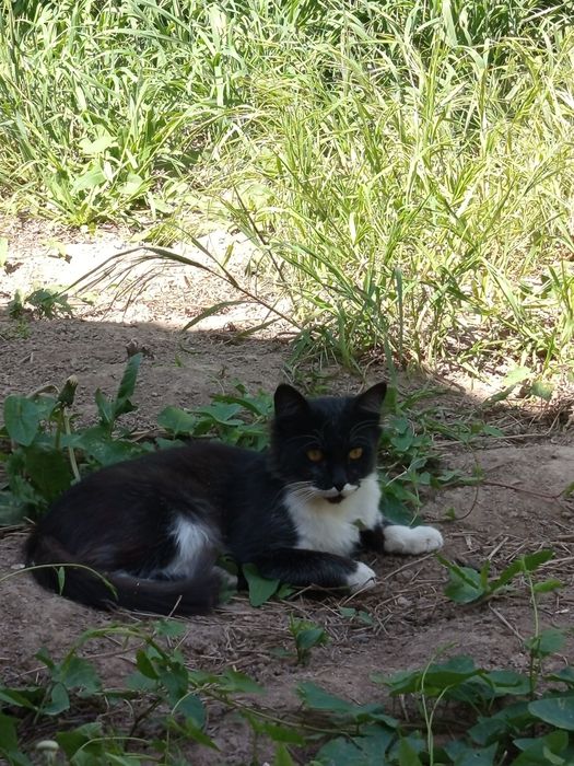 Отдам даром кошек хорошые добрые руки