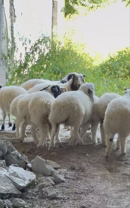 Манголски куйлар
