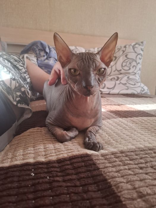 Канадский сфинкс окрас Табби на случкуу