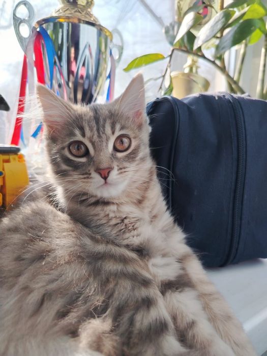 Подарю в заботливые руки