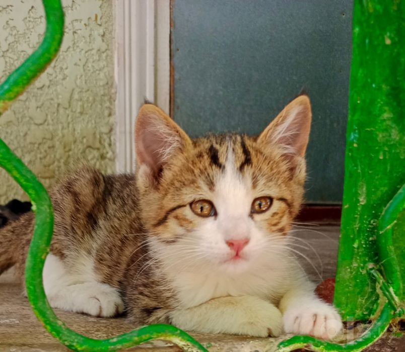 Котята,2,5мес,мальчики и девочки